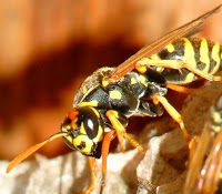 Yorkshire wasp control 376591 Image 4